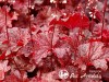 Alūnė ,Cajun Fire' (lot. Heuchera)